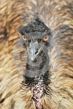 Emu