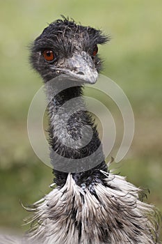 Emu