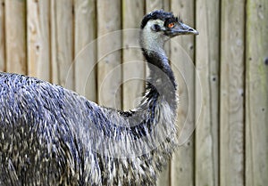 Emu