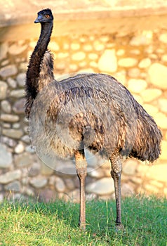 Emu photo