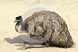 Emu