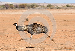 Emu