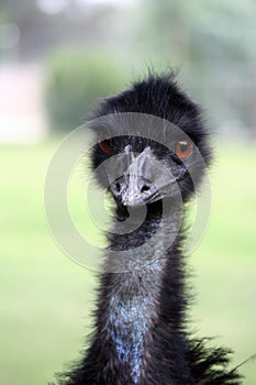 Emu