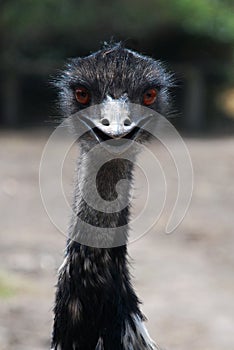 Emu