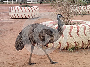 Emu