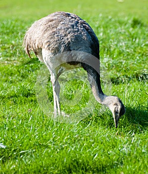 Emu