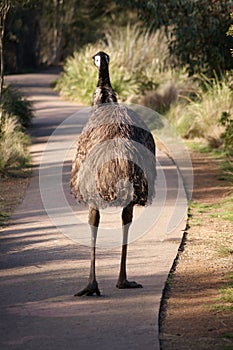 Emu