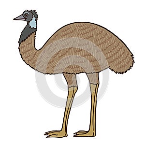 Emu Aussie bird color vector character side view figure
