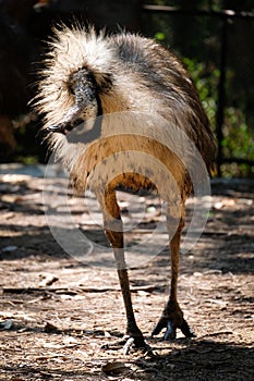 Emu photo