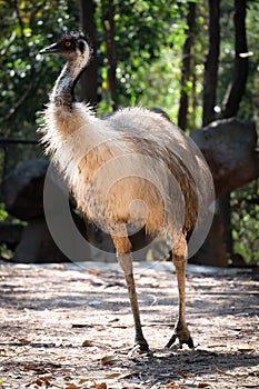 Emu photo
