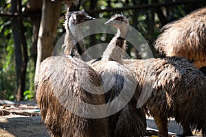 Emu photo