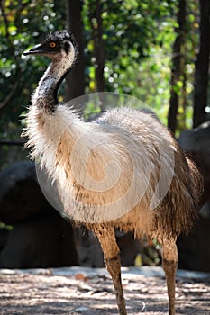 Emu photo