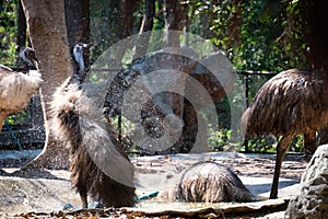 Emu photo