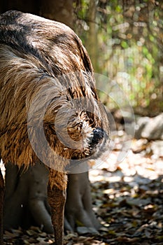 Emu photo