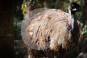 Emu photo