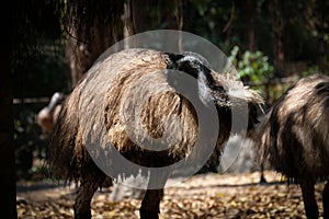 Emu photo