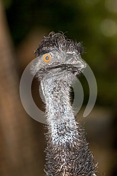 Emu an Australian flightless bird