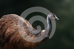 Emu - Australian Flightless Bird