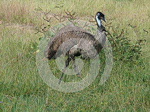 Emu in australien