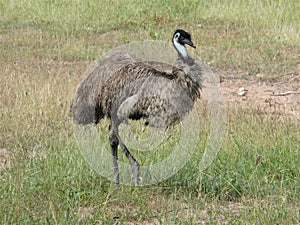 Emu in the australien steppe