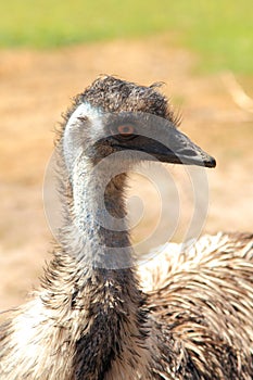 Emu bird