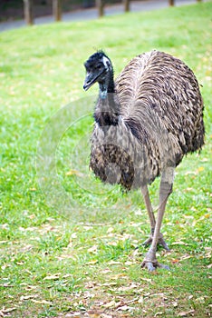 Emu bird.