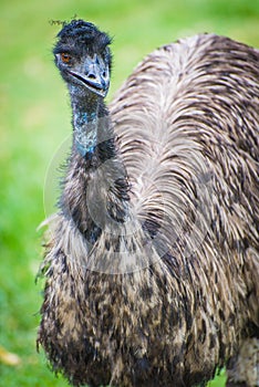 Emu bird.