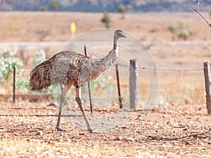 Emu Bird in Australia