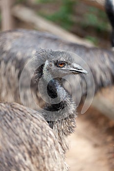 An Emu bird, Dromaius novaehollandiae