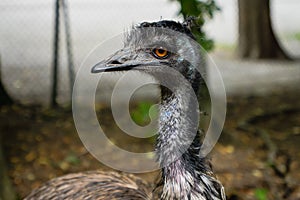 Emu bird, Dromaius novaehollandiae, Close up portrait of Australian Emu bird