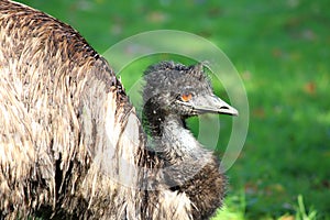 Emu Bird Dromaius novaehollandiae photo