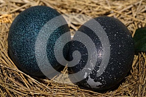 Emu Bird Egg