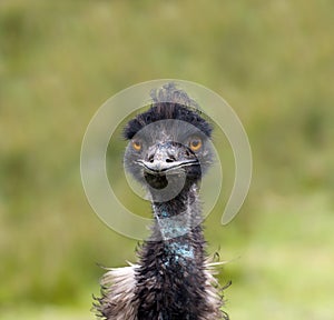 Emu bird face closeup