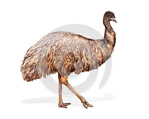 Emu Bird Facing Side Extracted