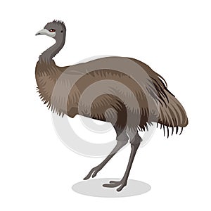 Emu bird full length portrait isolated on white background