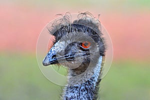Emu bird head, detail on the head of a large bird with striking orange eyes. photo