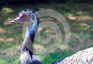 Emu bird head and neck