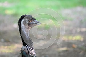 Emu Bird Head