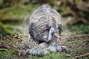 Emu bird with her eggs photo