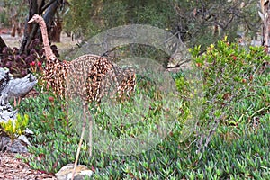 Emu Bird made of dried seed pods to decorate garden