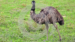 Emu Bird in Nature