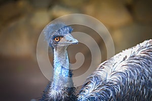 Emu bird at Palmitos Park Maspalomas, Gran Canaria, Spain