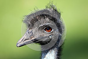Emu Bird Portrait