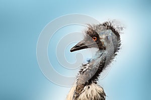 Emu bird portrait