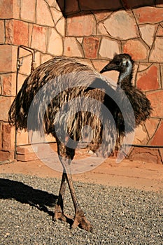 Emu Bird - The Red Centre, Australia