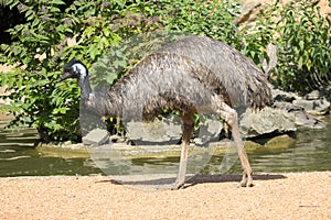 Emu bird by the riverbank