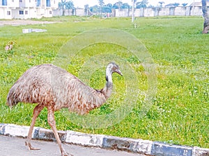 Emu bird strutting on  the road