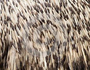 Emu bird texture