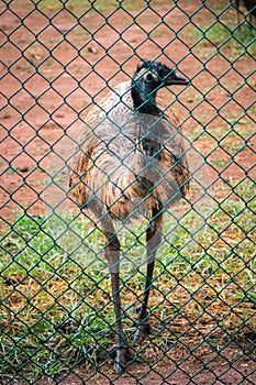 Emu bird walking close to the iron mesh fence, 'let me out' saying the innocent flightless huge bird