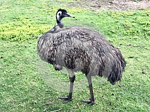 Emu Bird